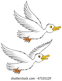 Sea gulls