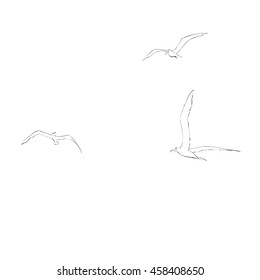 Sea gulls soar in the sky
