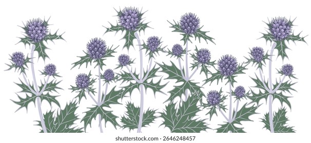 flores de azevinho do mar, Eryngium maritimum, desenho vetorial plantas selvagens no fundo branco, elementos florais, ilustração botânica desenhada à mão