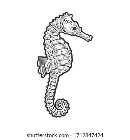 Sea horse animal sketch engraving vector illustration. T-shirt apparel print design. Scratch board imitation. Black and white hand drawn image.