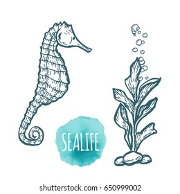 sea Horse drawing on white background. Hand drawn outline seafood illustration.