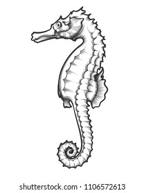 Sea Horse drawn in engraving tattoo style. Vector Illustration