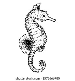 Sea horse hand drawn sketch isolated on white. Black and white sea creature coloring page template. Vector illustration.