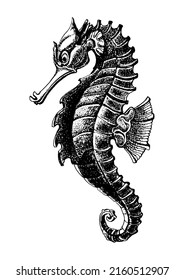 Sea horse hand drawn sketch, vector illustration.
