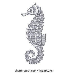 Sea horse hand drawn vector illustration on white background