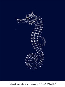 Sea Horse (Hippocampus)  Illustration