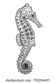 Sea horse illustration, drawing, engraving, ink, line art, vector