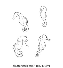 Sea horse illustration - Isolated Sea horse on simple white background seahorse animal vector sketch illustration