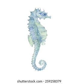 Sea horse isolated on a white background.Vector, watercolor hand drawn  illustration.