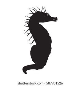 Sea horse silhouette on the white background black