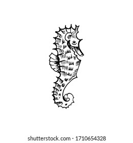 Sea horse sketch. Hand-drawn vector illustration. Isolated on white.