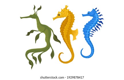 Sea Horse as Small Marine Fish with Bony Armour and Curled Prehensile Tail Vector Set