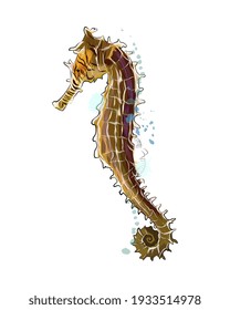 Sea Horse from a splash of watercolor, colored drawing, realistic. Vector illustration of paints