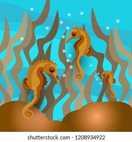 sea horse vector
