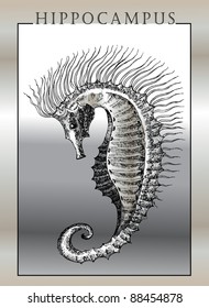Sea horse vector