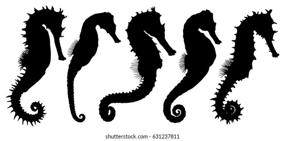 Sea horses.