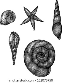 sea ??shells, ink sinks, beach, shells from the beach, shellfish, snail, snail shell, graphic sinks, engraving, vector shells