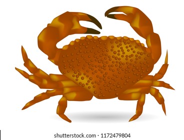 sea ​​crab isolated on the white background