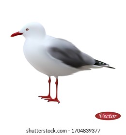 Sea ​​gull isolated on a white background. Realistic gull. Vector illustration 3D. Beautiful natural bird. Macro icon sea pigeon with red beak and paws. Design for paper, banner, t-shirt, logo, print.