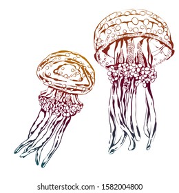Sea jelly. Hand-drawn vector image.Illustration of the inhabitant of the sea and ocean depths.