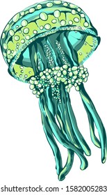 Sea jelly. Hand-drawn vector image.Illustration of the inhabitant of the sea and ocean depths.