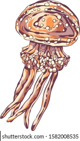 Sea jelly. Hand-drawn vector image.Illustration of the inhabitant of the sea and ocean depths.