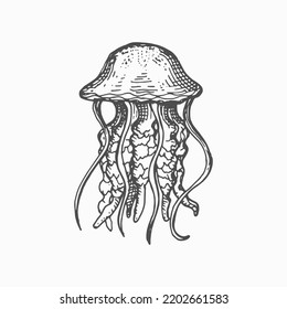 Sea jellyfish isolated medusa monochrome sketch icon. Vector swimming marine creature, sea jellies Pacific nettle. Cubozoa box jellyfish, underwater animal, deep ocean waters sealife character