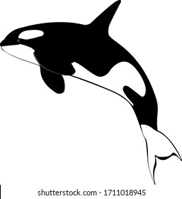 Sea Killer Whale Black And White On A White Background