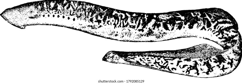 The Sea Lamprey Eel Is A Primitive, Eel-like Fish But Lacks Jaw In The Order Petromyzontiformes, Vintage Line Drawing Or Engraving Illustration.