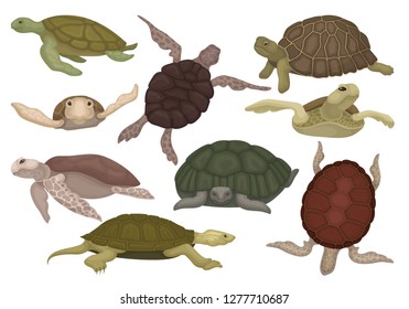 Sea and land turtles set, tortoise reptile animals in various views vector Illustration on a white background