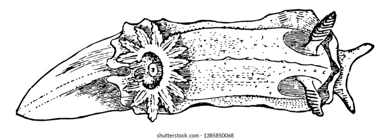 Sea Lemon is a loosely applied common name for a group of medium sized to large shell less colorful sea slugs, vintage line drawing or engraving illustration.