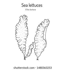 Sea lettuce (ulva lactuca}, edible seaweed. Hand drawn botanical vector illustration