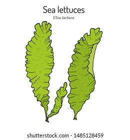 Sea lettuce (ulva lactuca), edible seaweed. Hand drawn botanical vector illustration