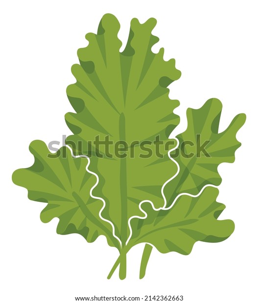 Sea\
lettuce. Underwater plant. Green aquatic\
seaweed