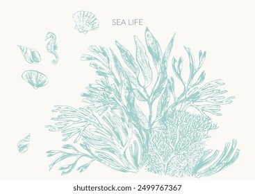 Sea life background in light green color with seaweed plants, laminaria, fucus, corals, seashells.