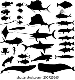 Sea life collection - vector illustration
