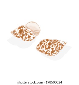 Sea Life shells Vector Illustration