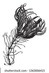 Sea lilies are flowerlike with branching arms surrounding the central mouth, vintage line drawing or engraving illustration.