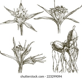 sea lily