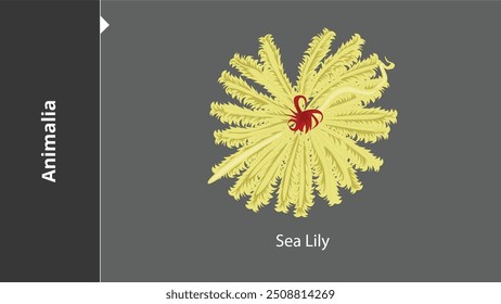 Sea Lily Animals are multicellular, eukaryotic organisms in the biological kingdom Animalia. With few exceptions, animals consume organic material, breathe oxygen, have myocytes and are able to move, 