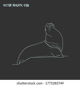 Sea lion icon line element. Vector illustration of sea lion icon line isolated on clean background for your web mobile app logo design.