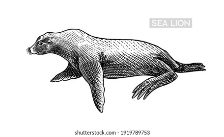 Sea lion. Marine creatures, nautical animal. Fur seal or pinnipeds. Vintage retro signs. Doodle style. Hand drawn engraved sketch
