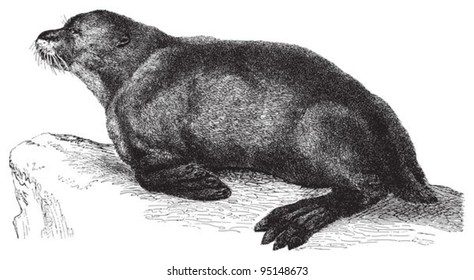 Sea lion (Otaria ursina) / vintage illustration from Meyers Konversations-Lexikon 1897