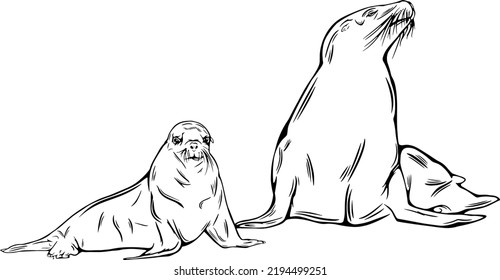 Sea Lion Outline Vector Illustrations Design Stock Vector (Royalty Free