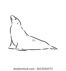 Sea lion, outline vector illustrations design