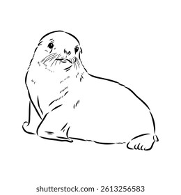 Sea lion, outline vector illustrations design