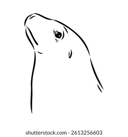 Sea lion, outline vector illustrations design