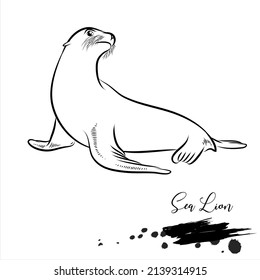 Sea Lion, realistic sketch, vector illustration