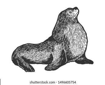 Sea Lion Seal Male Animal Sketch Engraving Vector Illustration. Scratch Board Style Imitation. Black And White Hand Drawn Image.