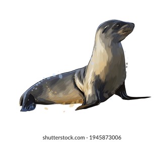 Sea lion, seal from a splash of watercolor, colored drawing, realistic. Vector illustration of paints